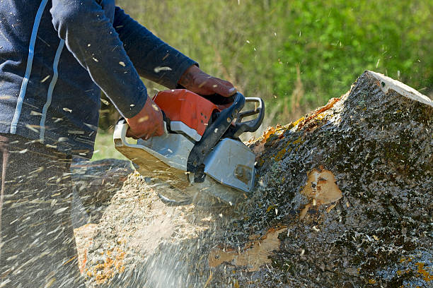 Best Tree Stump Removal  in Indian Wells, CA